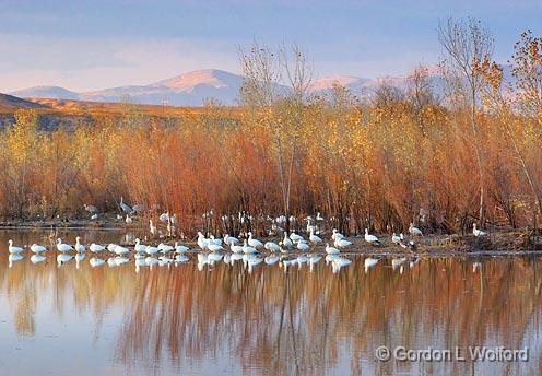 Snow Geese On A Pond_73281.jpg - Snow Geese (Chen caerulescens) photographed in the Bosque del Apache National Wildlife Refuge near San Antonio, New Mexico, USA.